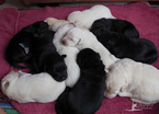 Small Photo #3 Golden Labrador-Golden Shepherd Mix Puppy For Sale in TORRANCE, CA, USA