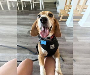Beagle Dogs for adoption in Tampa, FL, USA