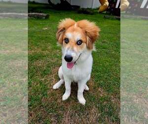 Mutt Dogs for adoption in Woodbury, NY, USA