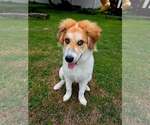 Small Mutt