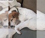 Small #1 English Foxhound Mix