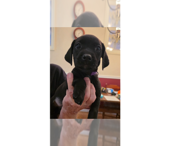 Medium Photo #8 Doxle Puppy For Sale in Aurora, IN, USA