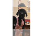 Small #7 Doxle