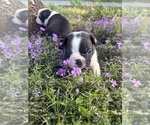 Small #2 Boston Terrier