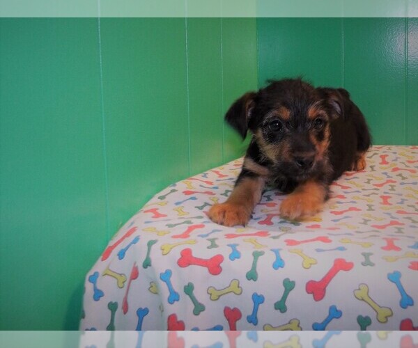 Medium Photo #3 Torkie Puppy For Sale in PATERSON, NJ, USA