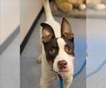 Small #1 Staffordshire Bull Terrier Mix