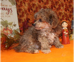 Small #39 Poodle (Toy)