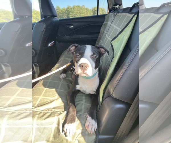 Medium Photo #4 American Staffordshire Terrier-Unknown Mix Puppy For Sale in Shermans Dale, PA, USA