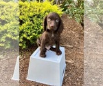 Puppy 1 Boykin Spaniel