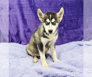 Siberian Husky Puppy for sale in SANDY HOOK, KY, USA