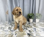 Small Photo #2 Golden Retriever Puppy For Sale in GREENWOOD, IN, USA