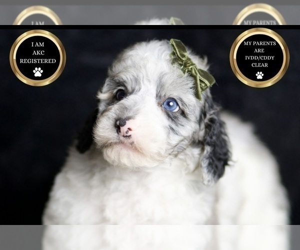 Medium Photo #8 Poodle (Toy) Puppy For Sale in WARSAW, IN, USA