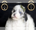 Small #7 Poodle (Toy)
