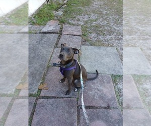 American Pit Bull Terrier-Beagle Mix Puppy for sale in DELTONA, FL, USA