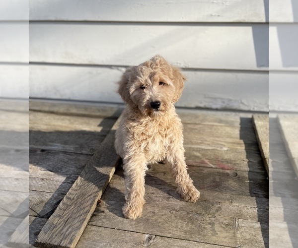 Medium Photo #1 Goldendoodle (Miniature) Puppy For Sale in MIDDLETOWN, OH, USA