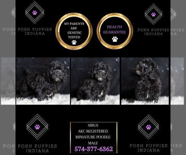 Medium Photo #124 Poodle (Toy) Puppy For Sale in WARSAW, IN, USA