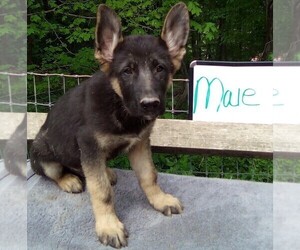 German Shepherd Dog Puppy for sale in LOGAN, OH, USA