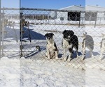 Small Photo #1 Border Collie Puppy For Sale in LEBANON, MO, USA
