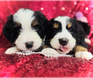 Bernedoodle Litter for sale in SIMI VALLEY, CA, USA