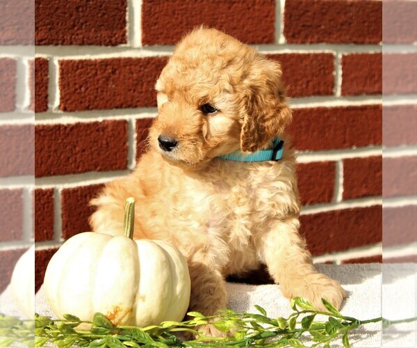 Medium Photo #5 Labradoodle-Poodle (Miniature) Mix Puppy For Sale in GORDONVILLE, PA, USA