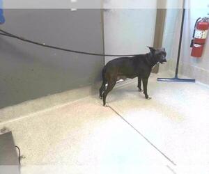 American Bulldog-American Staffordshire Terrier Mix Dogs for adoption in Tallahassee, FL, USA