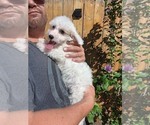 Small Photo #12 Maltipoo Puppy For Sale in BRISTOL, PA, USA