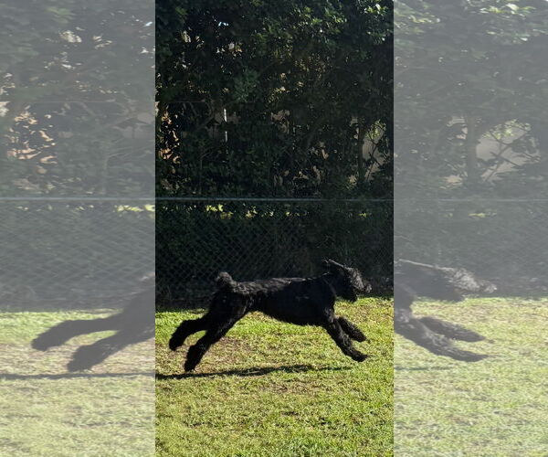 Medium Photo #4 Mutt Puppy For Sale in Valrico, FL, USA