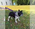 Small #7 French Bulldog
