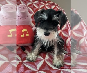Schnauzer (Miniature) Puppy for sale in SARASOTA, FL, USA