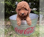 Small #3 Goldendoodle (Miniature)