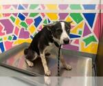 SWEETUMS - Female Border Collie-Unknown Mix Dog for Adoption - Small photo