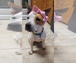 Small #1 American Staffordshire Terrier Mix