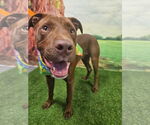 Small #1 Labrador Retriever Mix