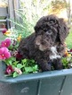 Small #2 Aussiedoodle-Poodle (Standard) Mix