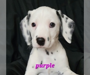 Dalmatian Puppy for sale in PALMER, MA, USA