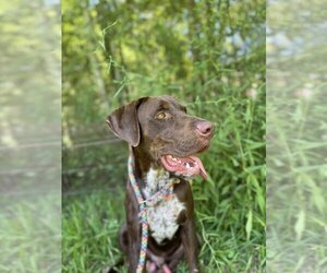 Pointer-Unknown Mix Dogs for adoption in New York, NY, USA