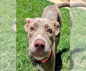 American Pit Bull Terrier-Unknown Mix Dogs for adoption in Plano, TX, USA