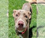 Small American Pit Bull Terrier Mix