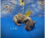 Small #1 Dachshund