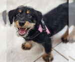 Small #3 Basset Hound Mix