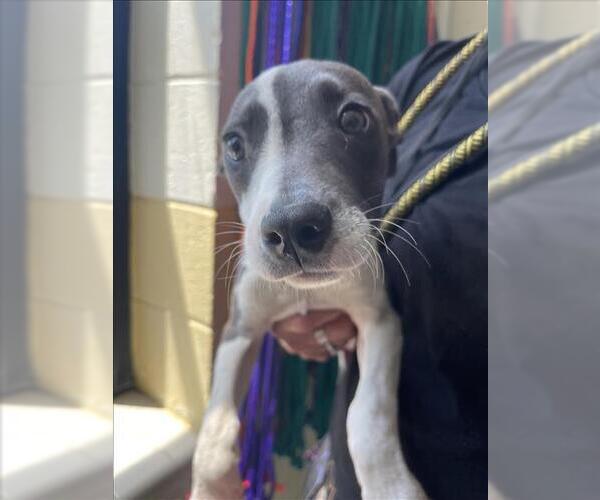 Medium Photo #1 Mutt Puppy For Sale in Tulsa, OK, USA