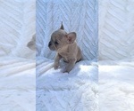 Small Photo #3 French Bulldog Puppy For Sale in FLORENCE, KY, USA