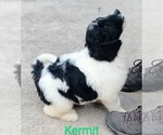 Small Photo #1 Pyredoodle Puppy For Sale in MARION, TX, USA