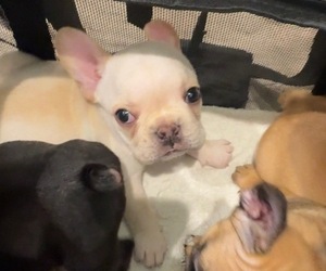 Medium French Bulldog