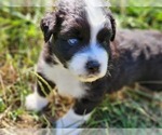 Small Photo #7 Miniature Australian Shepherd Puppy For Sale in PRAIRIE GROVE, AR, USA