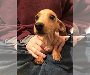 Dachshund Puppy for sale in SHILOH, OH, USA