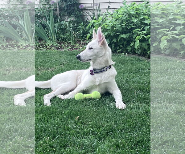Medium Photo #2 - Mix Puppy For Sale in Hoffman Estates, IL, USA
