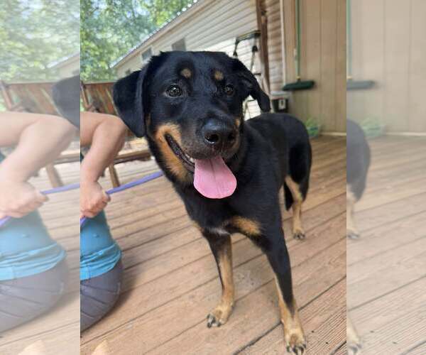 Medium Photo #1 Rottweiler Puppy For Sale in Hillsboro, NH, USA