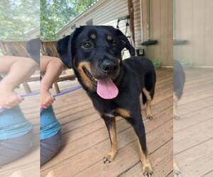 Rottweiler Dogs for adoption in Hillsboro, NH, USA