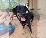 Small Rottweiler